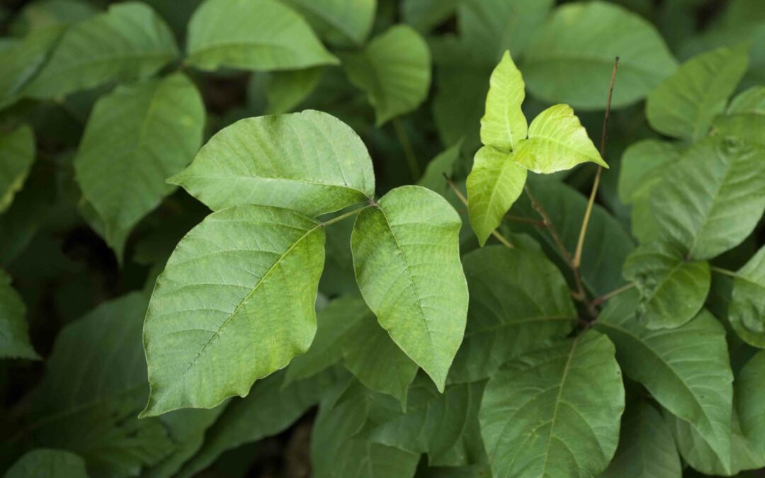 Poison ivy season is upon us